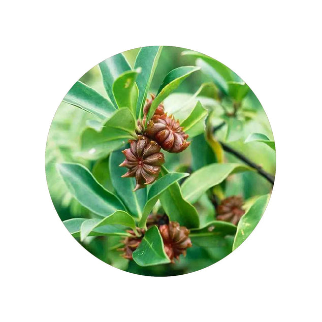 Star Anise Whole - Bulk 10 kg - Vietnam