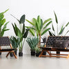 WOOOD Strelitzia Kunstplant - Groen - 96x164x63