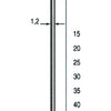 Dutack Mini brad SKN12  40mm - 5000 Stuks