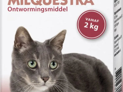 Animaux de compagnie