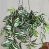 Mica Decorations Kunstplant Tradescantia vader hangplant - 45 cm - groen - Kunstplanten/nepplanten